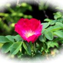 대한다원 이미지