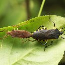 서오릉의 곤충들 - 노랑배허리노린재, 등줄박각시와 땅벌, 네발나비, 밤나무잎벌레, 총채다리꼭지나방 이미지
