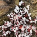 어제 비금도에 첫눈이 내렸어요. 이미지