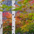 자작나무 - 용인시 수지구 수지로 37 | 자작나무