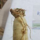 인삼좋은집