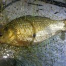 오목낚시터(신창낚시터) 이미지