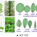 (山 바보) 15. 풀 그리고 나무 - 하늘이 차리는 밥상, 잎 이미지