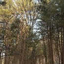 8코기네 애견펜션 이미지