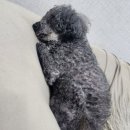 쁘띠댕 이미지