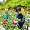 산청블루베리농장