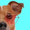 와우 동물병원 이미지