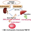 에리스로포이에틴 vs 에나로두스타트 조혈 약물 이미지
