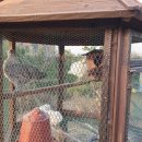 엘리의 정원 이미지