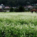 봉평메밀밭 이미지