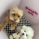 석성로301번길 | [기흥 갈만한 곳] 기흥 애견카페 갈만한곳 댕글라이프 포티와의 일상 공개