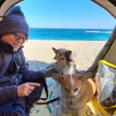 BICHON KOREA 이미지