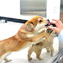 논산시 동물보호센터 이미지