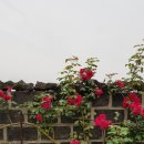 하도리안 이미지