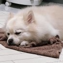 엔젤동물병원 | [하우어도러블] 자연에서 유래한 저자극 강아지 비누! 강아지 고양이 샴푸 비누 엔젤솝