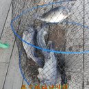 독도바다낚시터 이미지