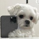 말랑 네이버블로그