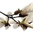 꽃피는 봄날 이미지