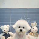 오마이멍멍 이미지