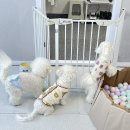 하이도기 이미지