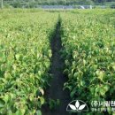 (주)금송조경