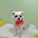 아르밤 펫 | 구리 인창동 애견미용 아르밤펫 / 3회째 이용 중 솔직후기