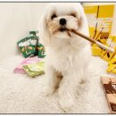 일산애견호텔 강아지 유치원 미용 맘바이 일산점 이미지