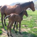 연천승마공원 이미지