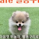 아이러브마이독 이미지