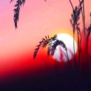 무괴아심 이미지