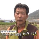 금오도 햇 방풍나물 50% 맛보기 이벤트 이미지