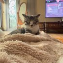 위더스 동물메디컬센터 부설 동물보호센터 | [공지] 포인핸드 유기묘 입양 절차 후기 코리안숏헤어 아기 고양이 위더스 동물보호센터