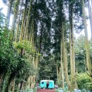 새가름 | [제주도 한달살기 특집] 제주도 한달살기 비용, 도보 거리, 올레길, 오름 &amp; 숲길 총정리