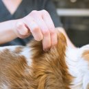 지금동물병원 이미지