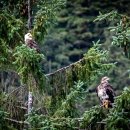 Young Bald Eagles 이미지