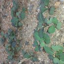 향수 농장 이미지