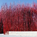 그린파크카 이미지