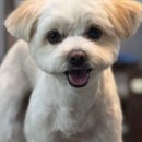 PET.꾸밈 네이버블로그