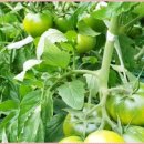 토토농장 이미지