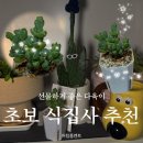 다육이사랑 - 남동구 수인로 3718 | 초보식집사 새 입양 추천 | 어텀플랜트 하트 모양 다육이 선물 후기, 관리법까지 완벽 정리