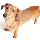 꿀강아지 이미지