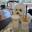 레드브리끄 | 평택 분위기 좋은 카페 레드 브리끄 애견동반 카페 추천