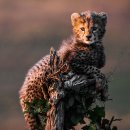 비상, 도약, 급습… 세계 최고의 사진작가가 선보이는 야생의 세계 이미지