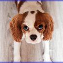 안심동물의료센터 이미지