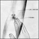 【수태음폐경(手太陰肺經)】 〔 LU5 척택 (尺澤) ＞ 치질의 명혈 〕 이미지