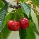 백곡농장 이미지