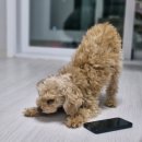 대전월평초등학교 | 대전강아지케이크 전문점 페트윈 주문제작 강아지맞춤케이크