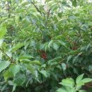 화진농장 이미지