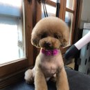 아모르디 이미지