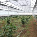 김영한농장 이미지